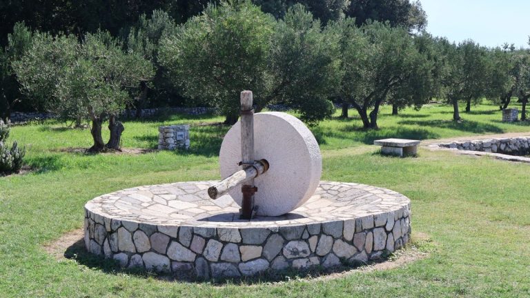 שמן זית כתית מעולה – סוד הבריאות והטעם הים-תיכוני
